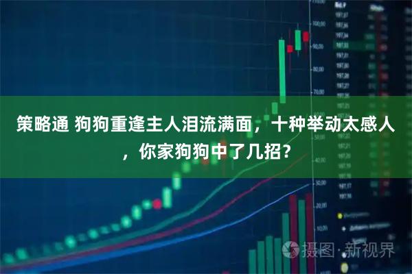 策略通 狗狗重逢主人泪流满面，十种举动太感人，你家狗狗中了几招？